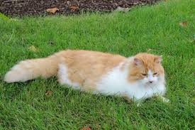 domestic longhair cat breed info