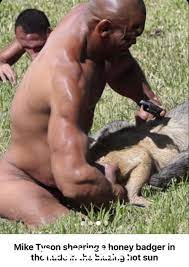Mike Tyson shearing a honey badger in the nude in the blazing hot sun from  shearing indian grils Post - RedXXX.cc