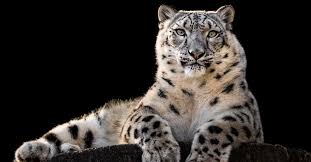 snow leopard pictures az s