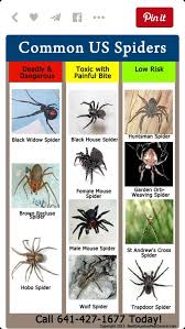 Common U S Spiders Spider Identification Spider