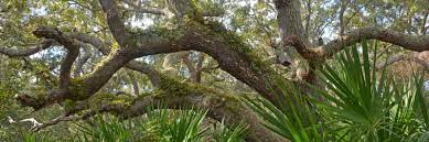 identify florida plants trees and