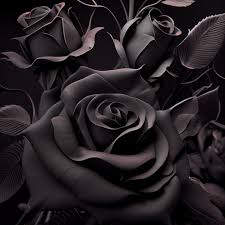 black rose flower close up dark roses