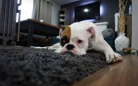 best carpet options for pet owners