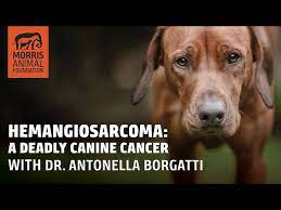 hemangiosarcoma what every dog owner