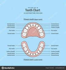 Tooth Chart Primary Teeth Illustration Vector On Blue