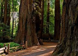 There are 22 moderate trails in henry cowell redwoods state park ranging from 3.5 to 15.3 km and from 78 to 611 meters above sea level. Henry Cowell Redwoods State Park Wikipedia