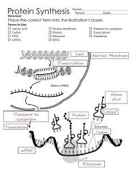 Protein Synthesis Diagram Worksheets Biology Lessons