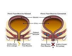 the knack pelvic floor muscles