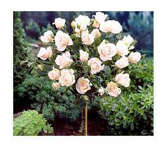 Maybe you would like to learn more about one of these? Cottage Farms 36 Standard Honor Tree Rose Qvc Com