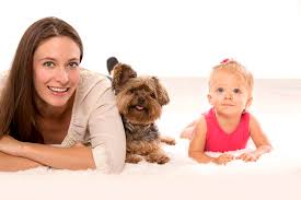 thornton co carpet cleaning advance