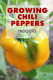 How big they get depends on the species and variety. Growing Chili Peppers Indoors Chili Pepper Madness