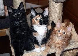 Bagi donan, bayi kucing tiga warna jantan selalu dimakan induknya itu mitos. Kenapa Kucing Calico Sentiasa Perempuan 2021