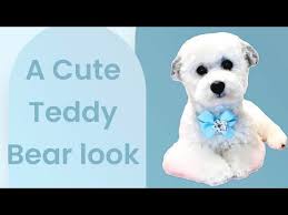 dog haircut a teddy bear look for a