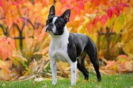 how big do boston terriers get size