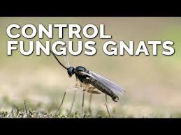 how to get control of fungus gnats outdoors