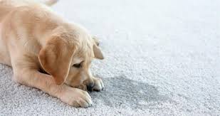 clean pet waste out of your carpet