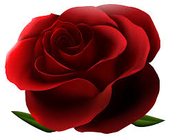 We have 69+ amazing background pictures carefully picked by our community. Red Rose Transparent Png Image Gallery Yopriceville High Quality Images And Transparent Png Free Clipart