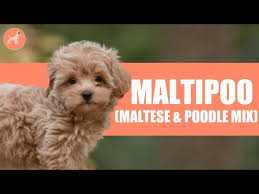 maltipoo maltese poodle mix one of