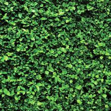 Green Bush Wallpaper