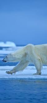 polar bear walk ice snow sea