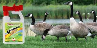 What chemicals are used to keep geese off golf course i am concerned that the management is using some bad chemicals that not only keep the geese away but are poisoning the best lawn treatments for burnt grass include following a set of instructions. Goose Repellent Repel Geese From Yard Keep Geese Out