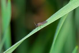 how to get rid of fungus gnats 4