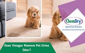does vinegar remove pet urine odor