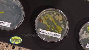 Growing Bacteria Petri Dish