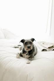 easy solutions for removing pet hair
