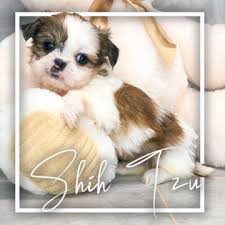 It will not be fair to compare as people have varying preferences but shih tz. Shih Tzu Puppies For Sale Charlotte Nc Charlotte Dog Club