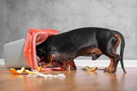 vomiting and diarrhea in dogs common