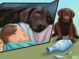 Specializing in raising english chocolate labrador retrievers. How To Buy A Chocolate Labrador With Pictures Wikihow