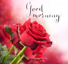Free download the red rose pictures for good morning wishes. Good Morning Images With Rose Flowers Good Morning Photos With Rose Flowers Good Morning Wallpaper With Rose Flowers