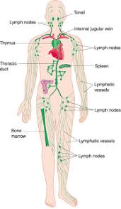 Lymphatic System Body Diagram Lymphatic System Lymph Nodes
