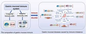 gastric immune homeostasis imbalance