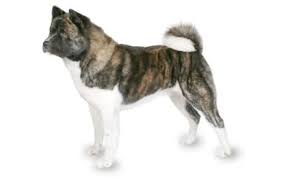 Akita Dog Breed Information Pictures Characteristics