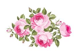 pink rose flower images free