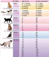 weight loss in the elderly cat