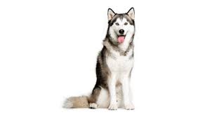 siberian husky dog breed information