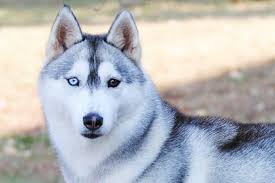 6 dog breeds with blue eyes pictures