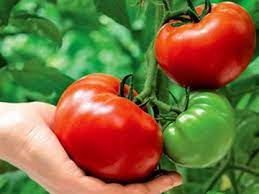 Ternyata jus tomat campur kacang panjang memiliki manfaat untuk diabetes. Bolehkah Minum Jus Tomato Pada Jenis Diabetes Mellitus Dan Jenis 2