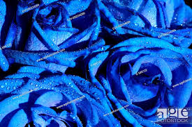 blue roses beautiful flower with drops