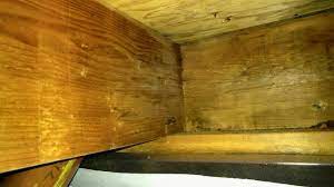 mold removal from floor joists