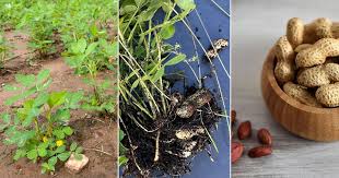 How Do Peanuts Grow Peanuts Growing Guide