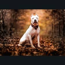 are pit bulls dangerous as ghaziabad