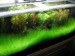 these 10 aquarium carpet plants will