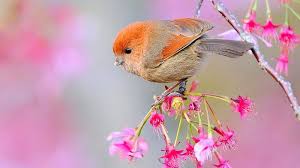 flowers birds hd wallpaper peakpx