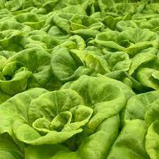 What Is Butterhead Lettuce Good For gambar png