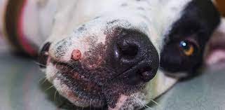 dog mouth warts papillomatosis in