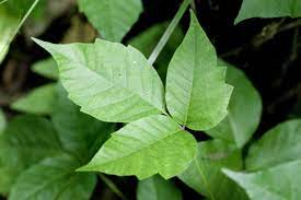 what are the effects of poison ivy on skin
